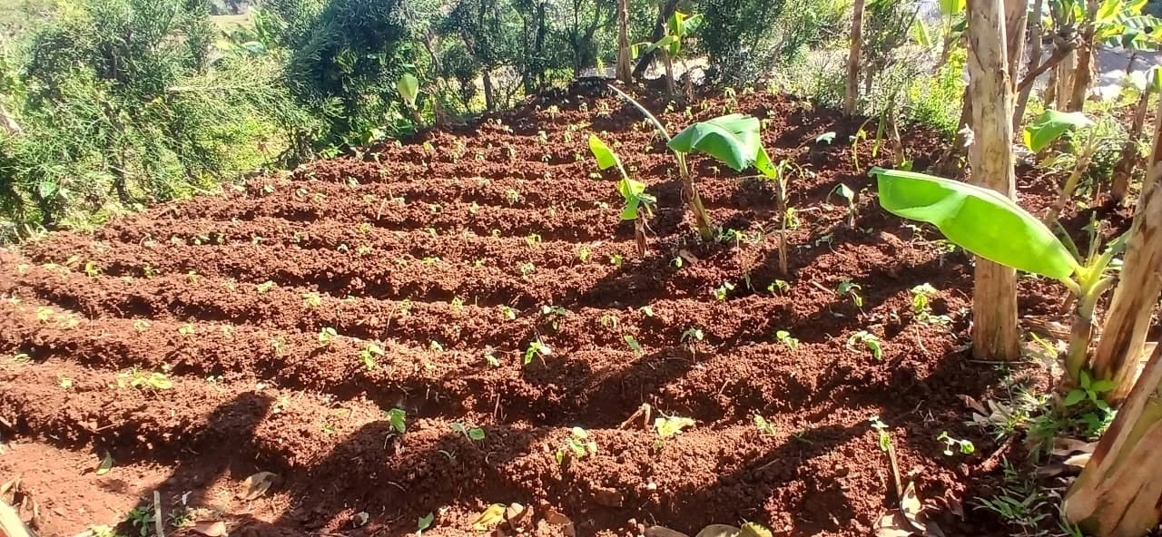 Parcelles préparées et jeunes plants du jardin scolaire